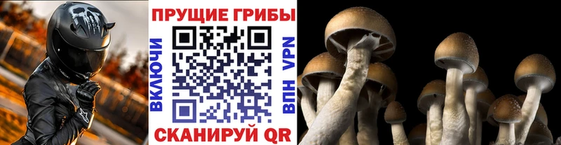 Псилоцибиновые грибы мицелий Нелидово